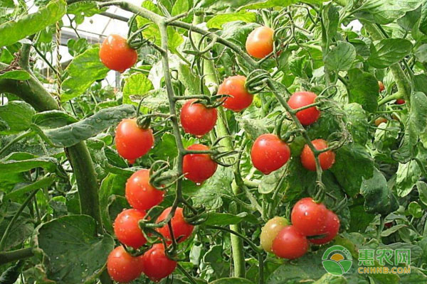 冬春季節(jié)西紅柿病害多怎么辦？西紅柿日常管理措施